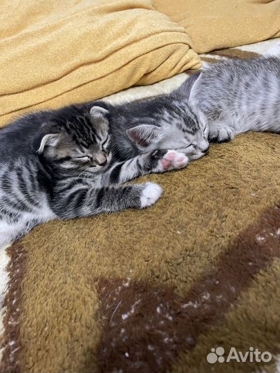 Продам котят