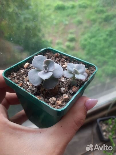 Кактусы и суккуленты