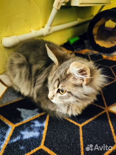 Котята мейн-кун