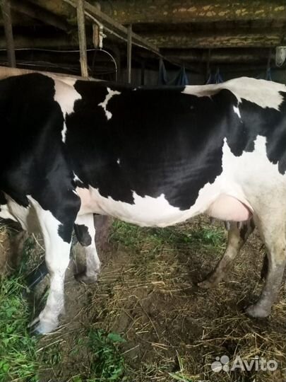Продам корову