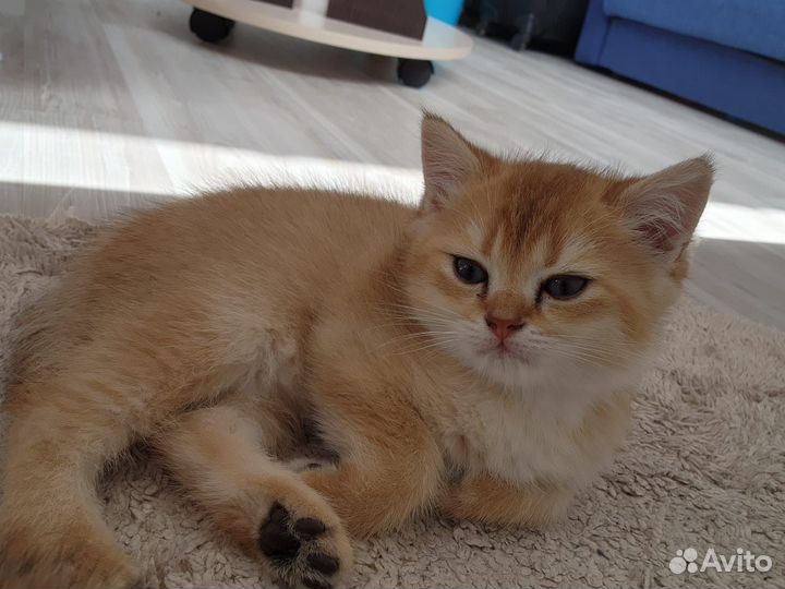 Котёнок (мальчик) британской золотой шиншиллы