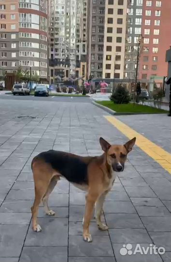 Собака кобель на охрану