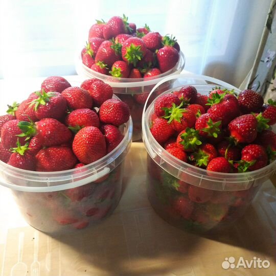 Клубника домашняя