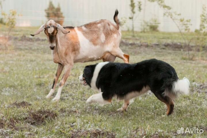 Пастух для Вашей фермы или хозяйства -бордер колли