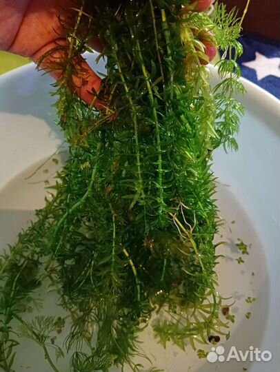 Аквариумные растения