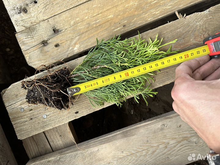 Саженцы туи смарагд