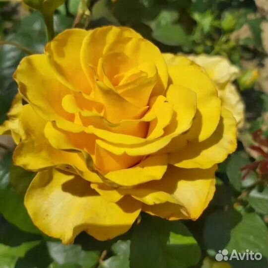 Саженцы роз двухлетние