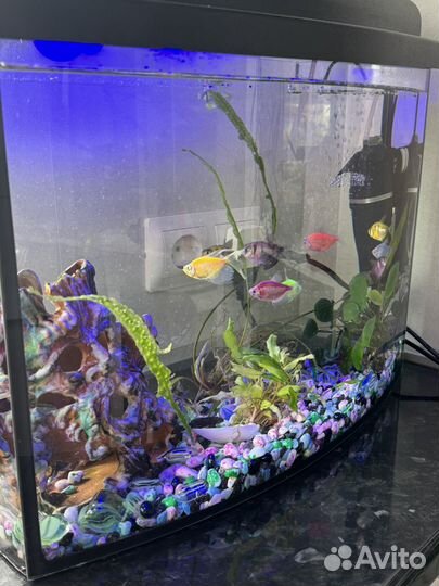 Аквариум с рыбками