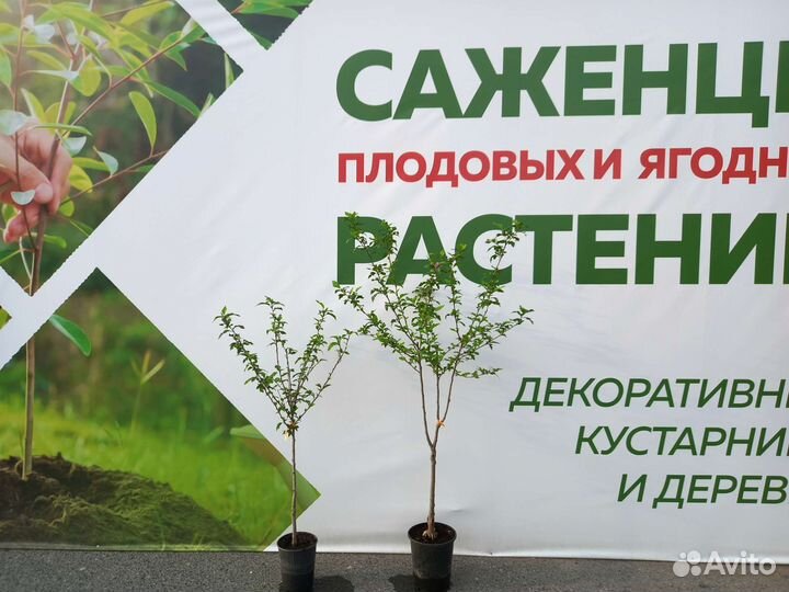 Гибискус древовидный