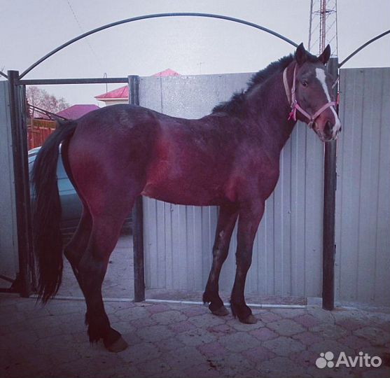 Жеребец иноходец 3 года