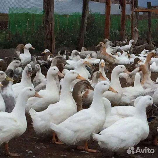 Продаю утей