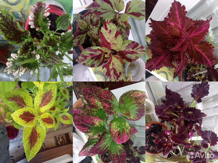 Колеус сортовые