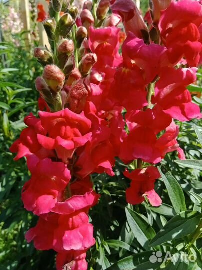 Букеты и срезка на заказ