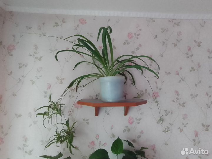 Хлорофитум