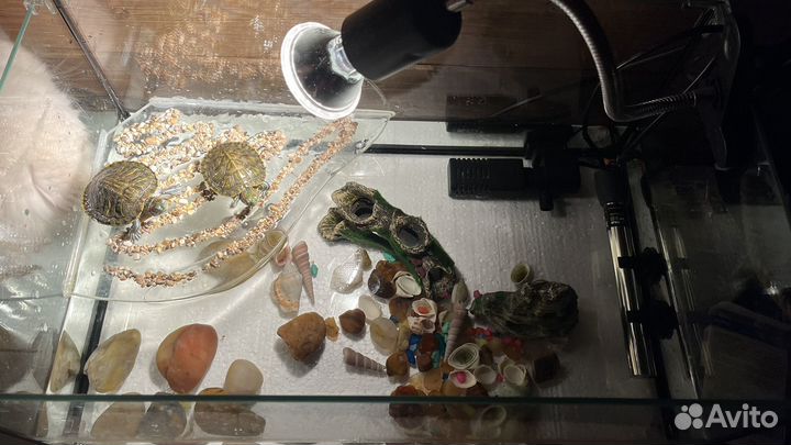 Красноухая черепаха с аквариумом