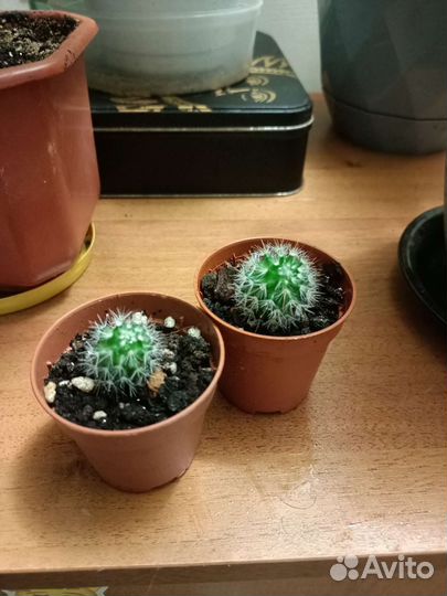 Кактус детки