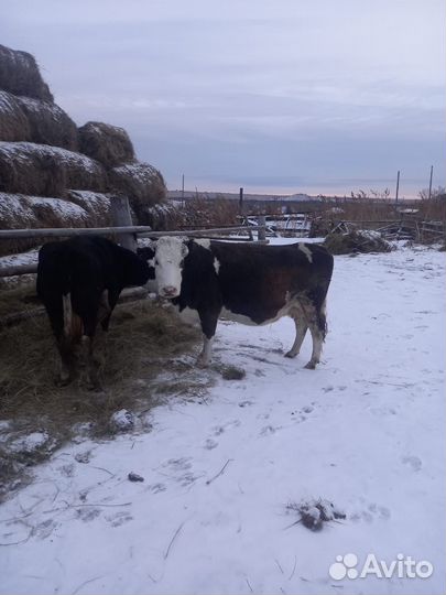 Корова стельная дойная