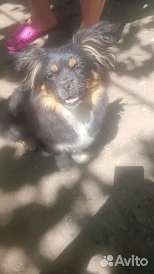 Щенки пекинеса