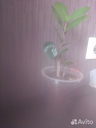 Продается замиокулькас