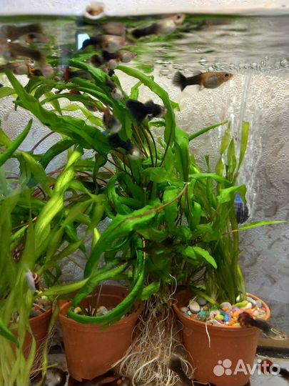 Аквариумные рыбки