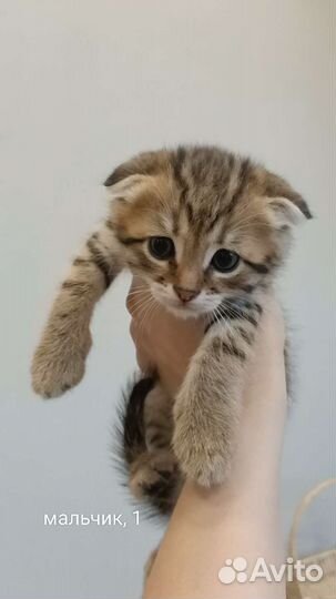 Шотландские вислоухие котята