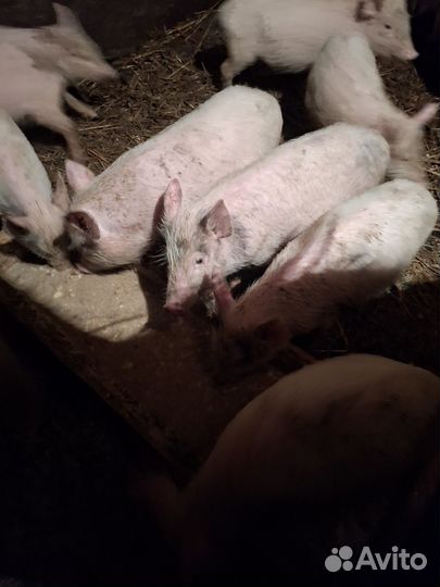 Поросят домашние