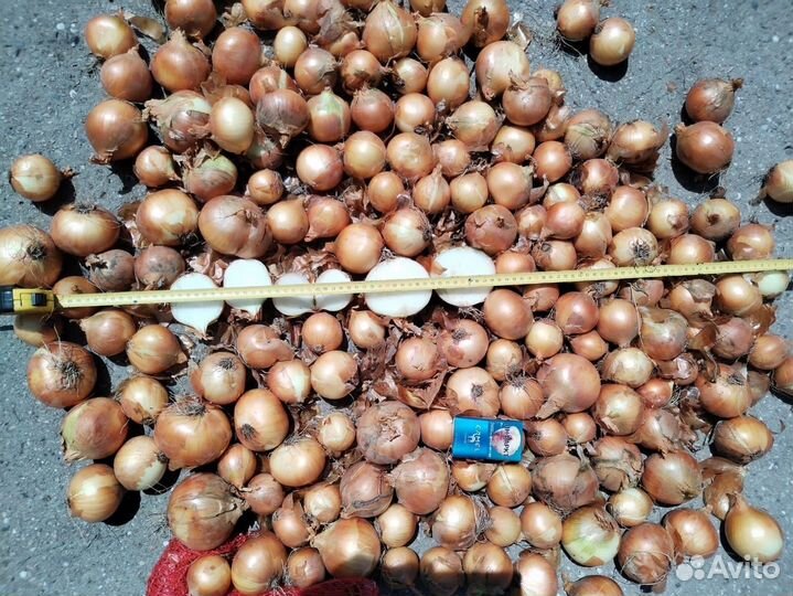 Лук репчатый оптом