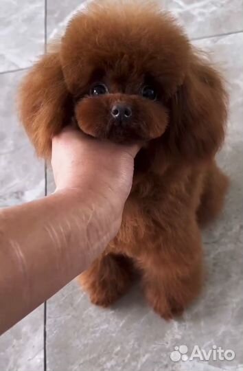 Тедди пудель Китай