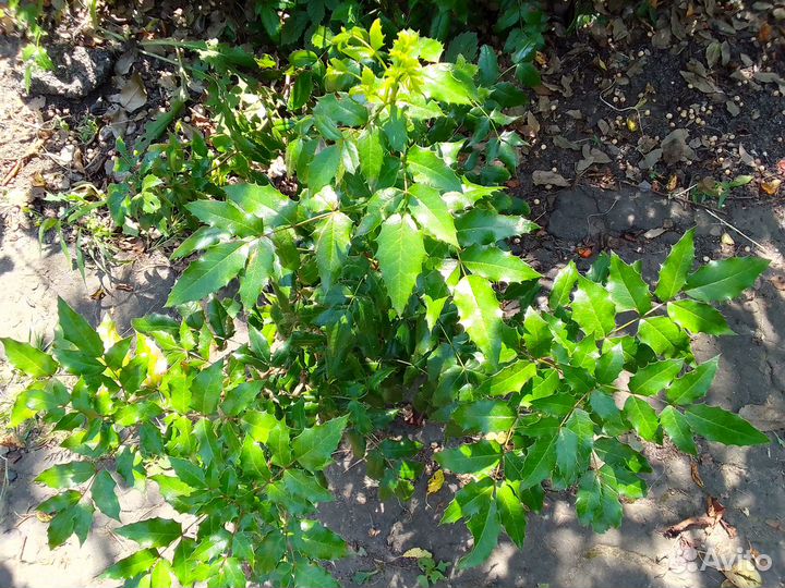 Падуб Магония Падуболистная кустарник