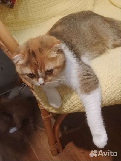 Котята британские вислоухие бэйби фэйс