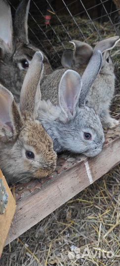 Кролики в наличии месячные