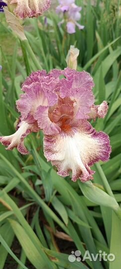 Ирисы высокие бородатые сортовые