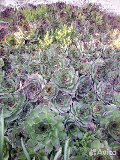 Цветы садовые