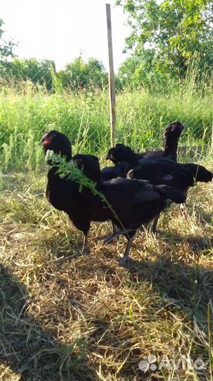 Гергебильские куры