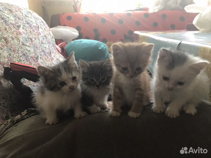 Котята в добрые руки