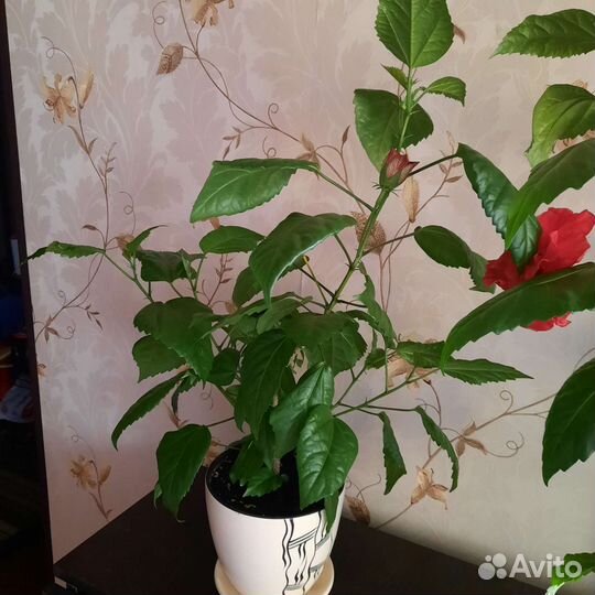 Гибискус(китайская роза)