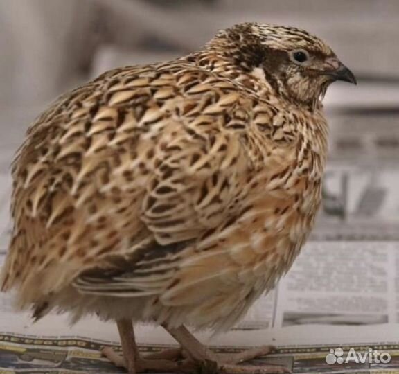 Яйца, мясо перепела, цыплята