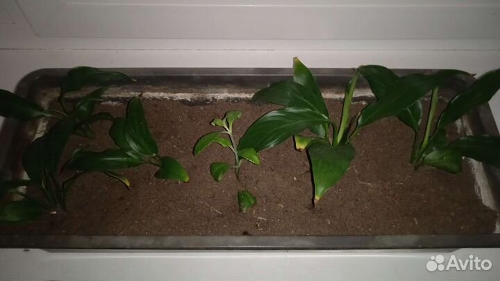 Спатифиллум (женское счастье) малыши