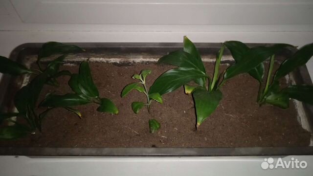 Спатифиллум (женское счастье) малыши