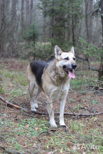 Отдаю овчарку: бдительную неженку и ласковую егозу