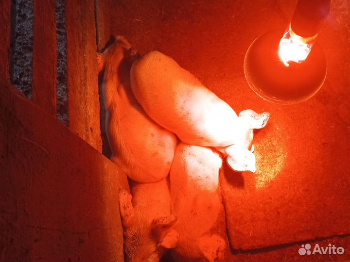 Продам поросят