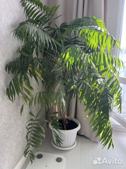 Пальма Хамедорея