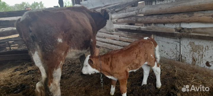 Коровы дойные