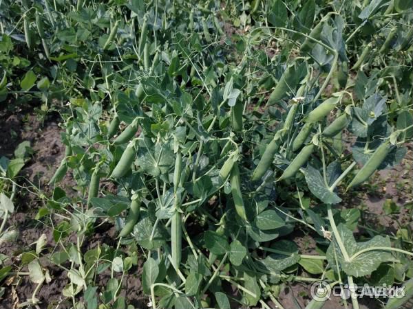 Семена гороха 