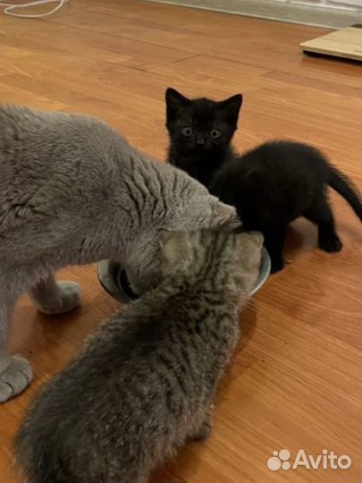 Котята в добрые руки