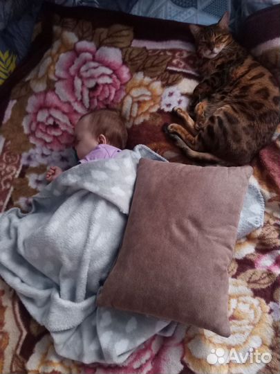 Бенгальская кошка в добрые руки