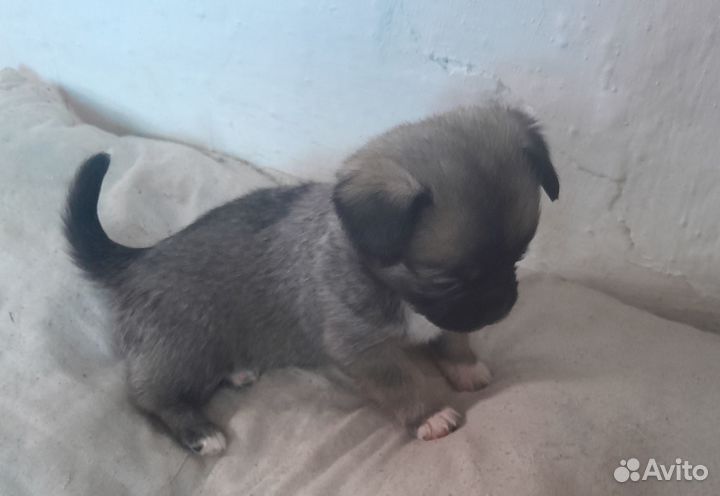 Щенки пекинеса