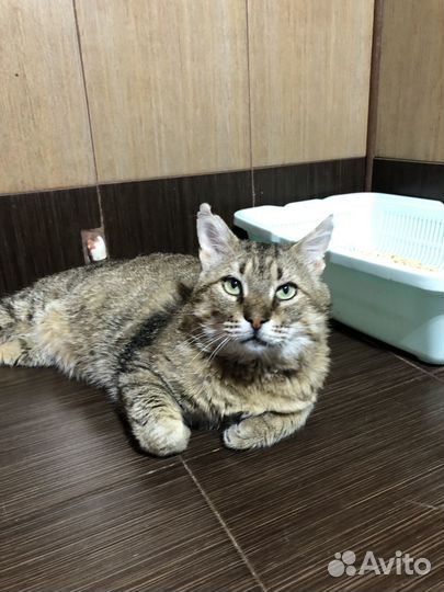 Необыкновенно умный кот