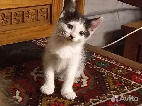 Мальчик -мышелов, 3мес для частного дома