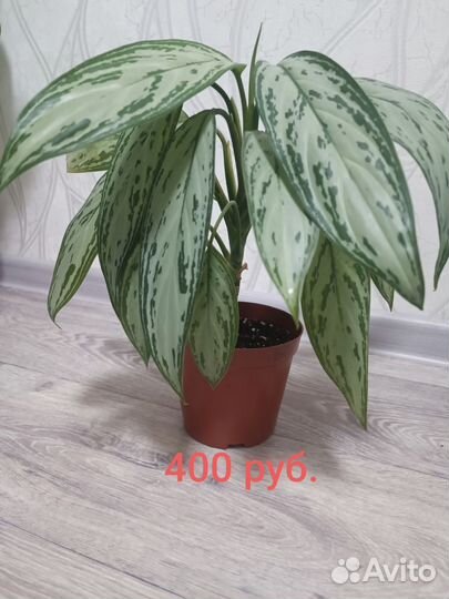 Комнатные цветы